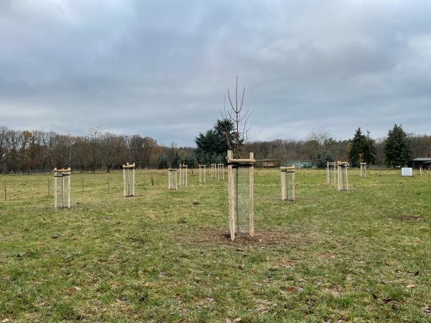Streuobstwiese Streuobstwiese, Hochstämme diverser Obst- und Nussbäume